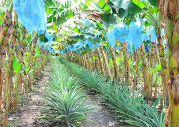 Producción para autoconsumo gana terreno como estrategia de seguridad alimentaria