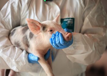 Producción porcina fortalecida con atención sanitaria a más de cinco mil cerdos