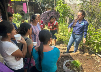 Productores altenses tecnifican siembras con plántulas de alta calidad