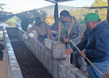 Productores de Chimaltenango fortalecen la fertilidad de sus cultivos con abono orgánico