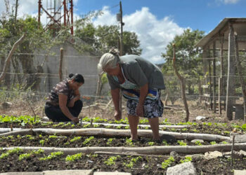 Promueven producción de hortalizas con huerto comunitario