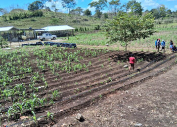 Recomendaciones agropecuarias ante variaciones de temperatura