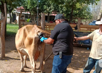 Respuesta oportuna salva a res en Cabañas, Zacapa