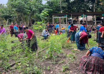 Siembra de hortalizas fortalece huerto comunal en Cruce Semuy