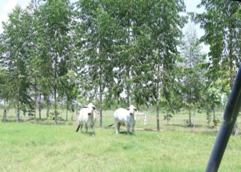 Sistemas agroforestales impulsan una agricultura más sostenible