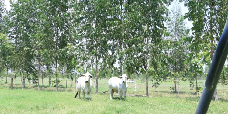 Sistemas agroforestales impulsan una agricultura más sostenible