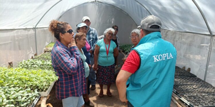 Supervisan avances técnicos en la producción de hortalizas del proyecto MAGA/KOPIA