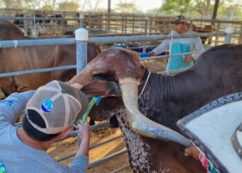 Trazabilidad bovina avanza con identificación de 456 animales de Santa Rosa y Quiché