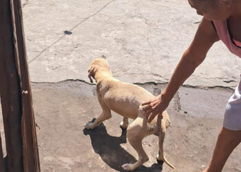 UBA verifica estado de salud de canino tras difusión de video en redes
