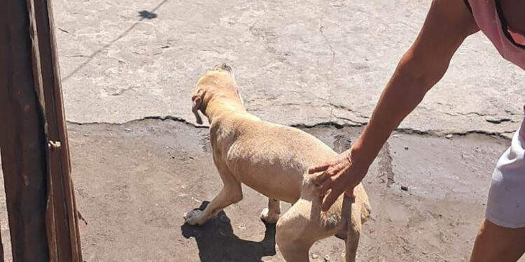 UBA verifica estado de salud de canino tras difusión de video en redes