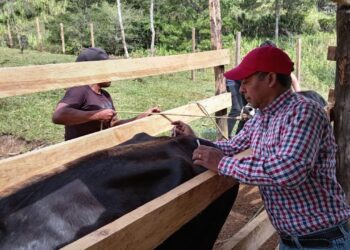Vacunan ganado y fortalecen la productividad en Chicamán