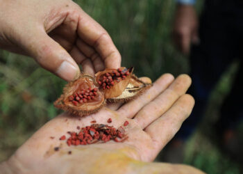 Achiote: color, sabor y salud desde los cultivos guatemaltecos