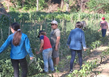 Impulsan huerto pedagógico con apoyo comunitario en Zacapa