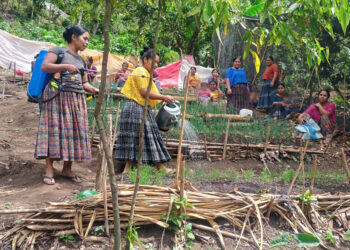 Establecen parcelas de aprendizaje para tecnificar el cultivo de cebolla