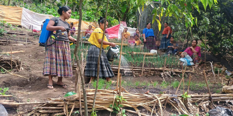 Establecen parcelas de aprendizaje para tecnificar el cultivo de cebolla
