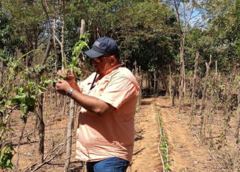 Cultivo tecnificado de loroco optimiza economía familiar
