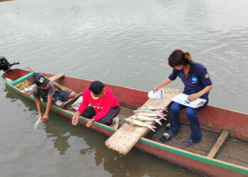 Monitorean especies de peces comerciales en el río La Pasión