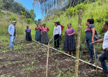 Trabajo conjunto fortalece huertos de familias de San Luis