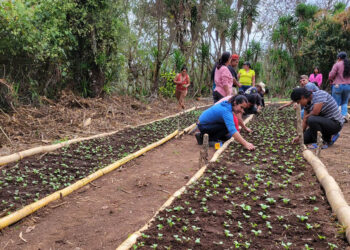 Establecen en Quezaltepeque un huerto comunitario con cultivos mejorados