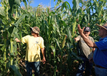 Impulsan la conservación de semilla nativa de maíz en Jalapa