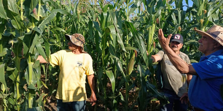 Impulsan la conservación de semilla nativa de maíz en Jalapa