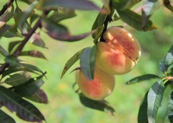 Productores de melocotón de fortalecen su organización