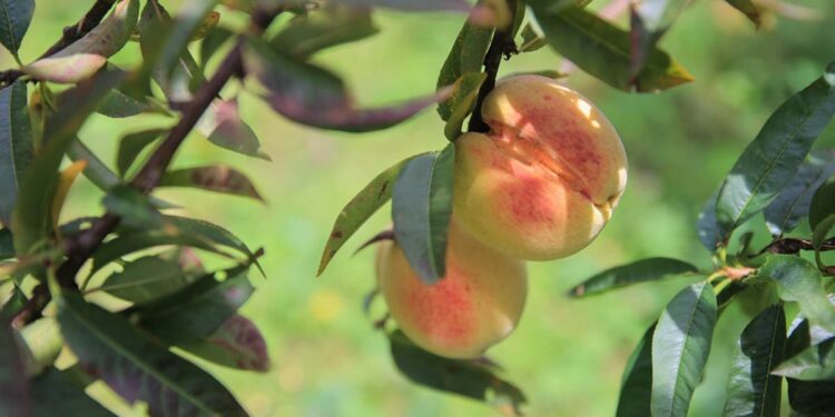 Productores de melocotón de fortalecen su organización