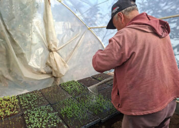 Nutrición foliar mejora el desarrollo de plántulas