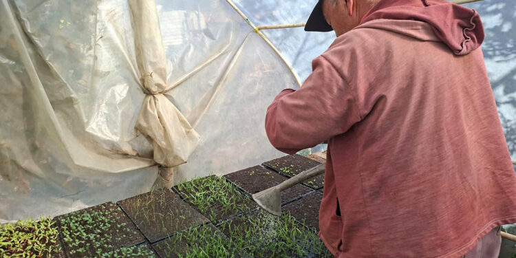 Nutrición foliar mejora el desarrollo de plántulas