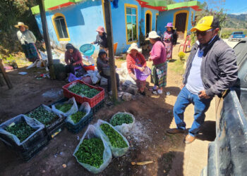 Familias de San Bartolo Aguas Calientes fortalecen sus huertos con hortalizas