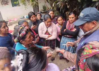 Vacunación preventiva optimiza sanidad avícola en Quetzaltenango
