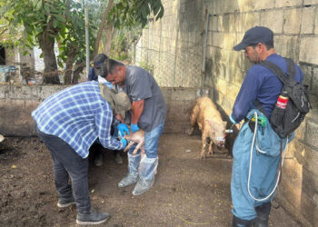 Refuerzan vigilancia sanitaria porcina en Escuintla