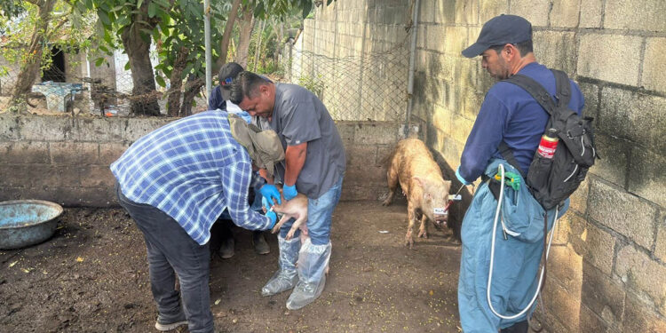 Refuerzan vigilancia sanitaria porcina en Escuintla