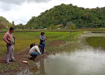 Asistencia técnica fortalece la producción de tilapia