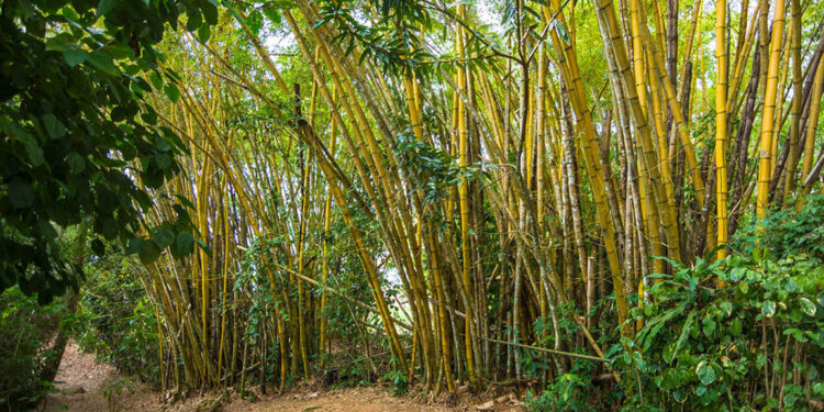 Invitan a productores a conocer el Crédito de Carbono en Bambú