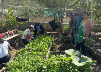 Cultivos de rábano, cilantro y acelga fortalecen seguridad alimentaria de comunitarias