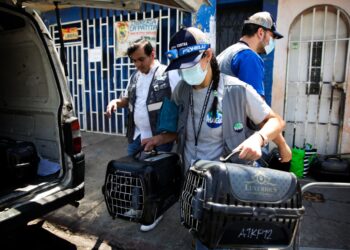 De condiciones precarias a un refugio seguro 16 gatos rescatados por la UBA