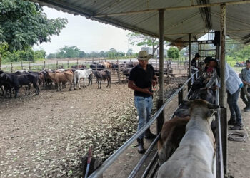 En Izabal refuerzan inspecciones sanitarias en prevención del Gusano Barrenador