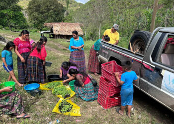 Entrega de pilones fortalece la producción agrícola petenera