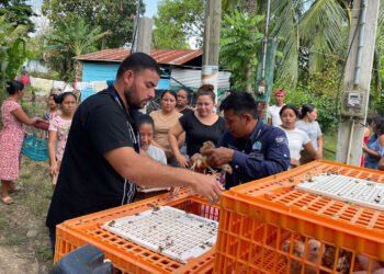 Entregan aves mejoradas a mujeres en Petén