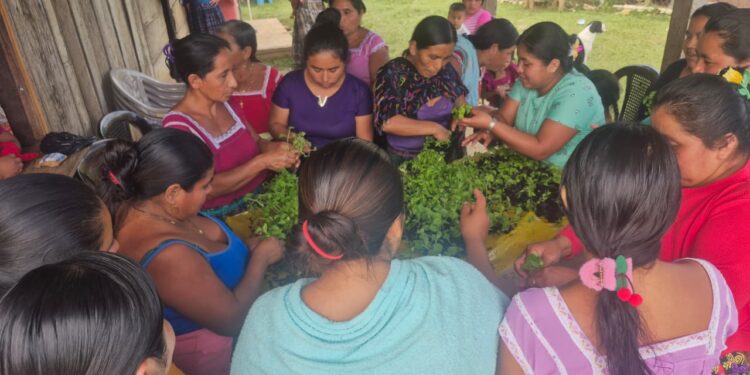 Familias de Poptún beneficiadas con pilones de hortalizas