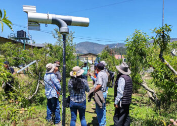 Fruticultores de Tejutla fortalecen conocimientos en el manejo de cultivos deciduos