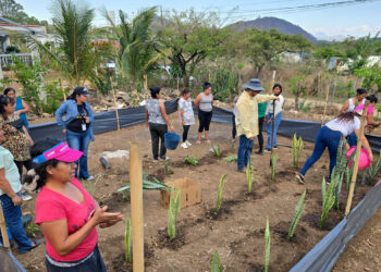 Implementan huerto medicinal con grupo CADER de Quesada