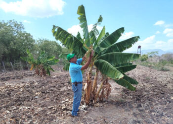 Impulsan acciones preventivas para proteger la producción de musáceas