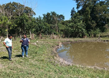 Impulsan cultivo de tilapia en Petén