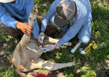 Inspeccionados más de 135 mil animales en prevención del Gusano Barrenador