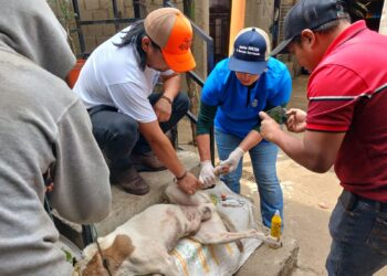Inspeccionan más de nueve mil animales por Gusano Barrenador