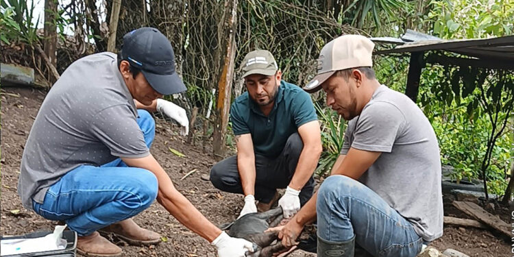 Jornada de sanidad porcina fortalece producción en La Unión