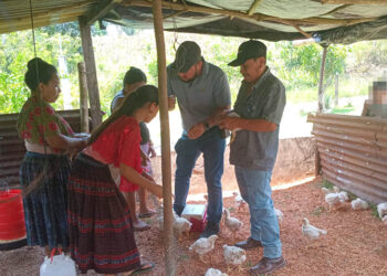 Jornada de vacunación avícola beneficia a comunidades de San Luis