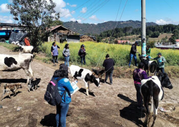 Atienden a 315 bovinos con jornada sanitaria en San Marcos